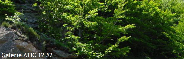 Galerie ATIC 12 #2