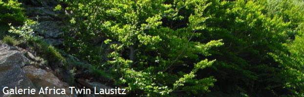 Galerie Africa Twin Lausitz