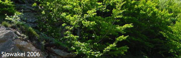 Slowakei 2006